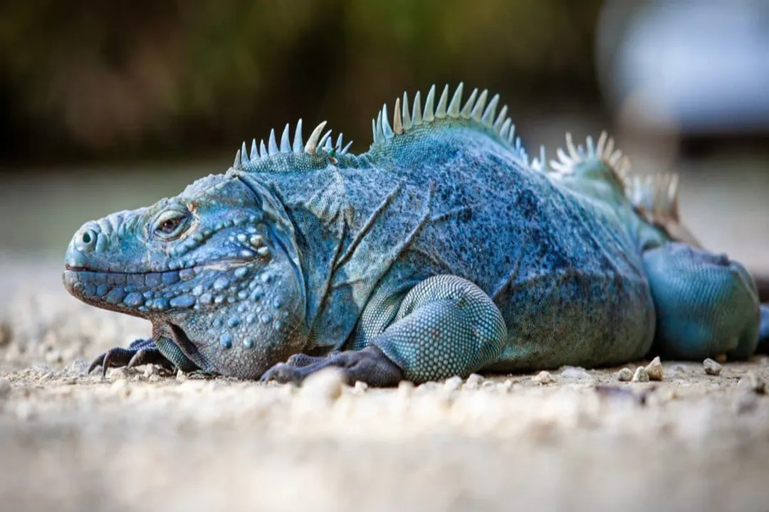 What is the taxonomy of the blue iguana?, Naming History