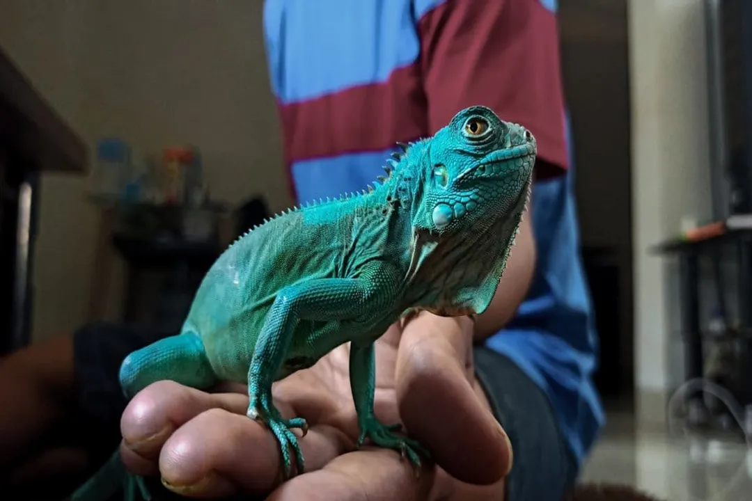 What is the taxonomy of the blue iguana?, Genetic Delimitation