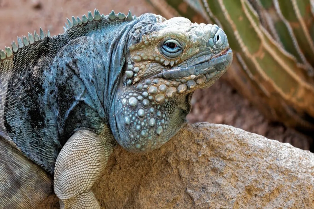 What is the taxonomy of the blue iguana?