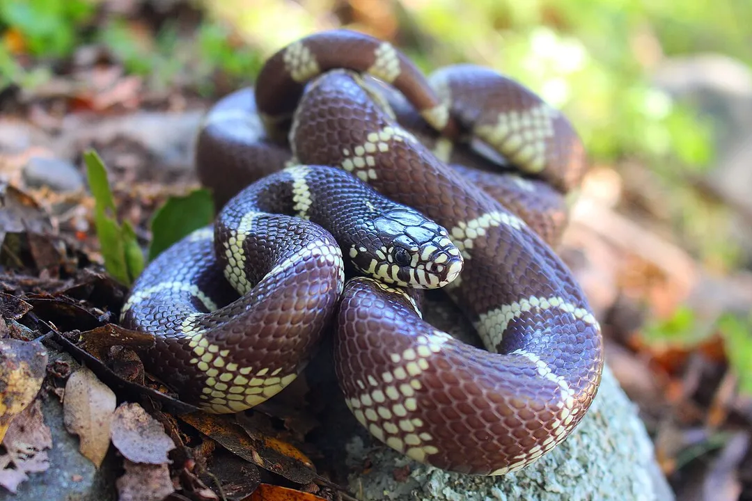 What is the taxonomy of the California Kingsnake?