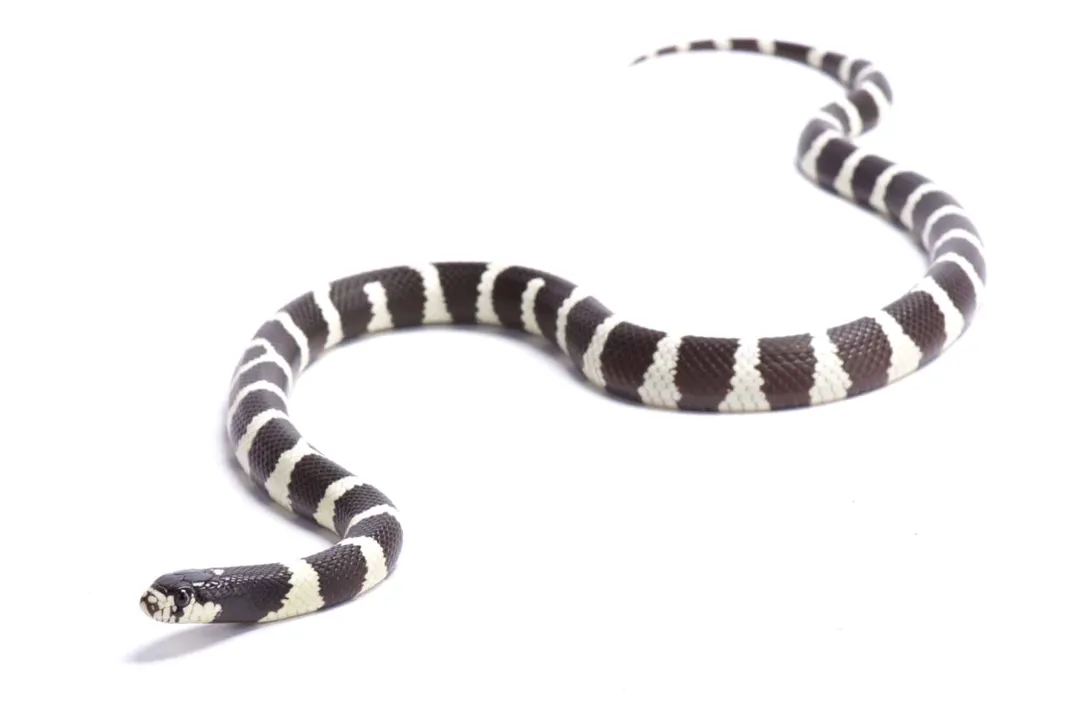 What is the taxonomy of the California Kingsnake?, Linnaean Ranks