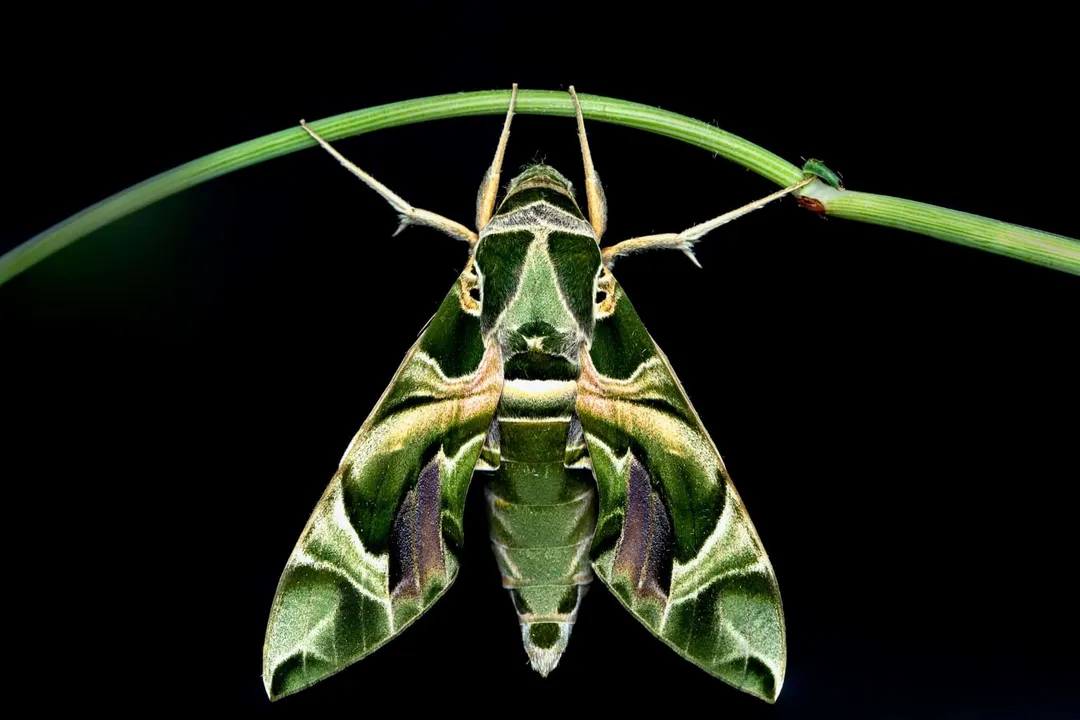 What is the taxonomy of the oleander hawk moth?, Kingdom Animalia