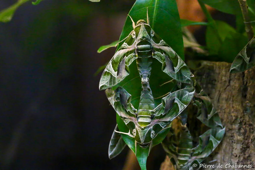 What is the taxonomy of the oleander hawk moth?, Class Insecta