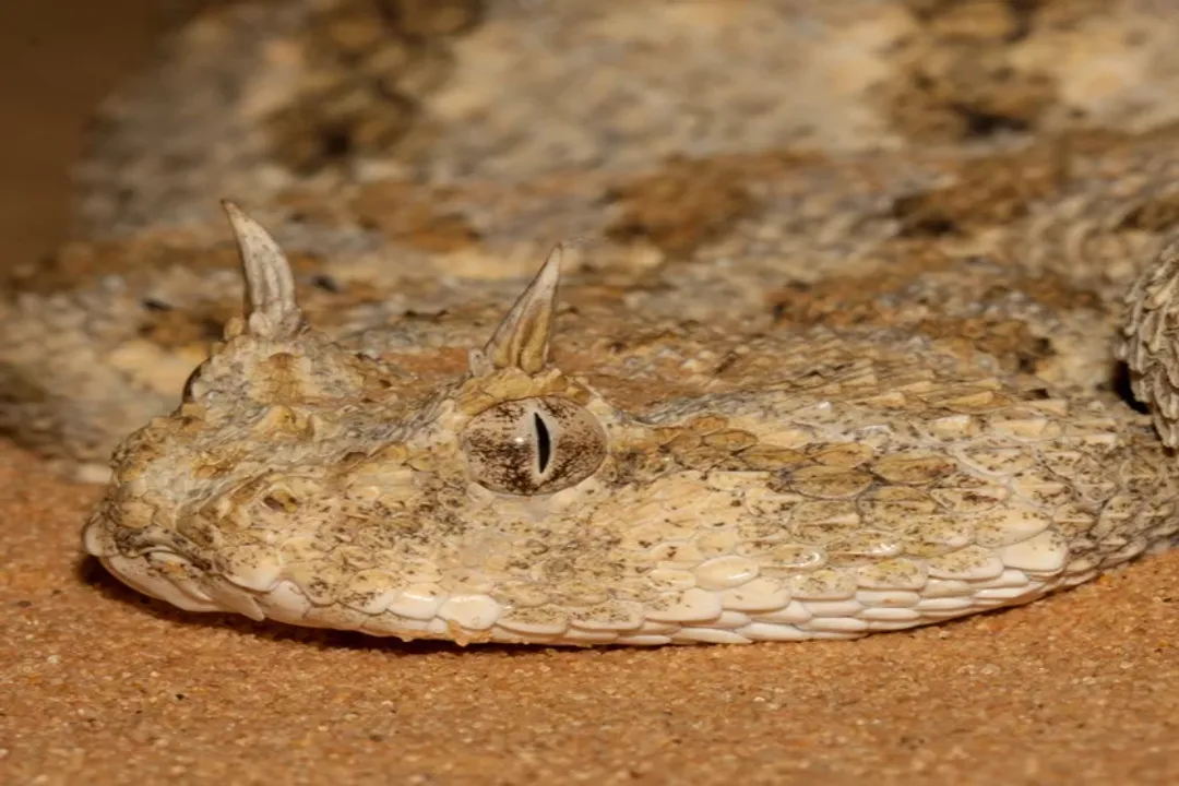 What is the taxonomy of the Saharan horned viper?, Higher Ranks