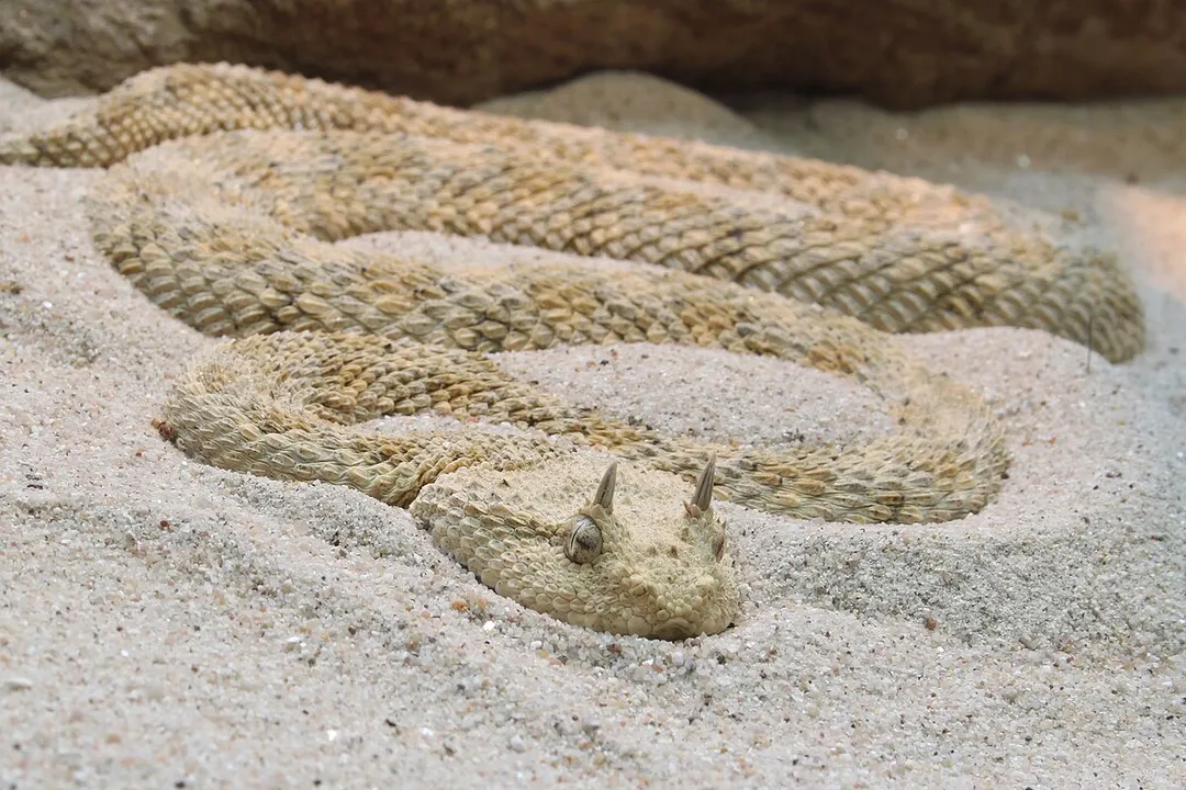 What is the taxonomy of the Saharan horned viper?