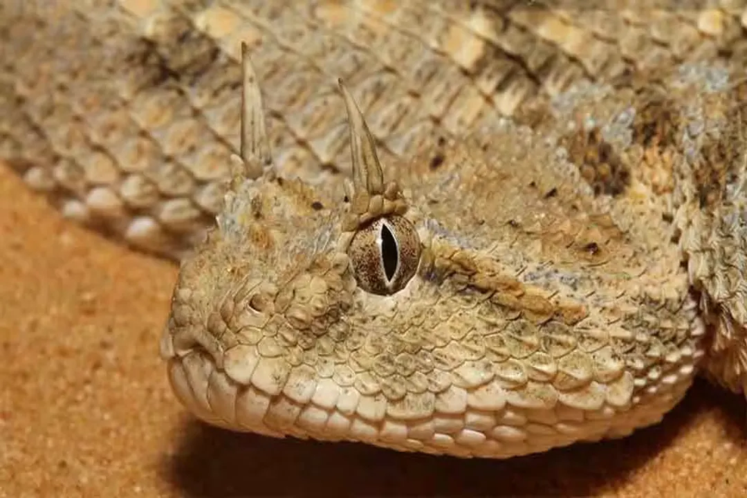 What is the taxonomy of the Saharan horned viper?, Family Placement