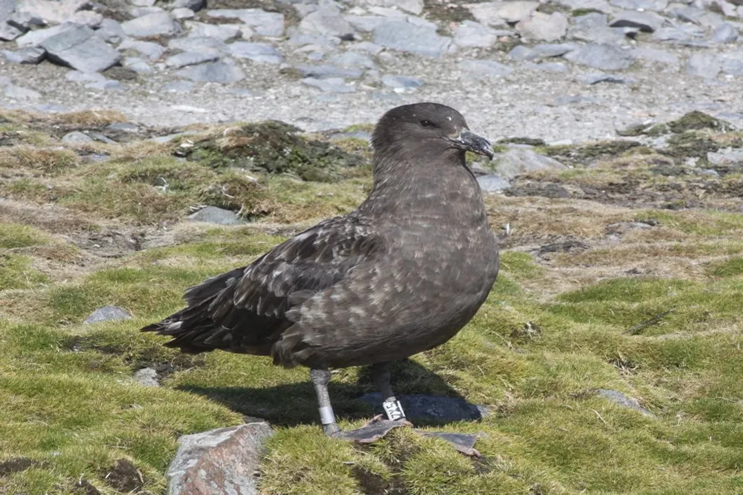 What is the taxonomy of the skua?, Nomenclature Shifts