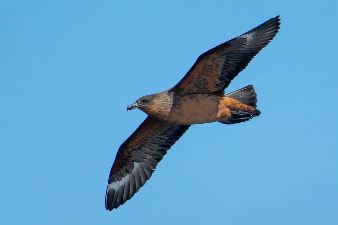 What is the taxonomy of the skua?, Family Definition