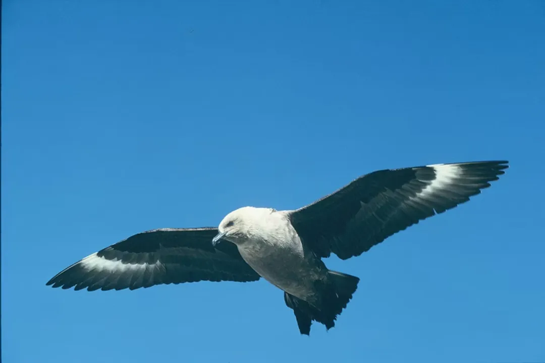 What is the taxonomy of the skua?, Genus Consolidation
