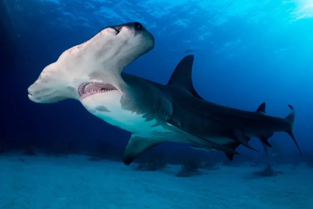 What is the taxonomy of the smooth hammerhead shark?, Family Divergence