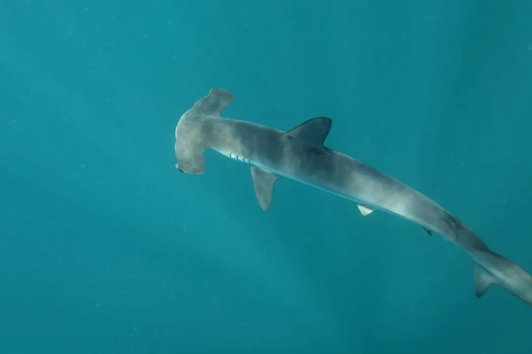 What is the taxonomy of the smooth hammerhead shark?, Scientific Placement