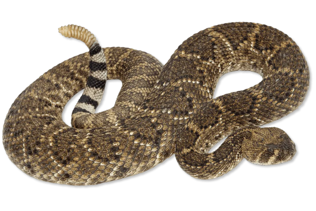 What is the taxonomy of the western diamondback rattlesnake?