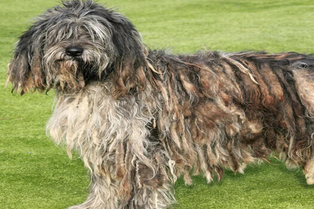 What is the temperament of a Bergamasco dog?, Family Bonds