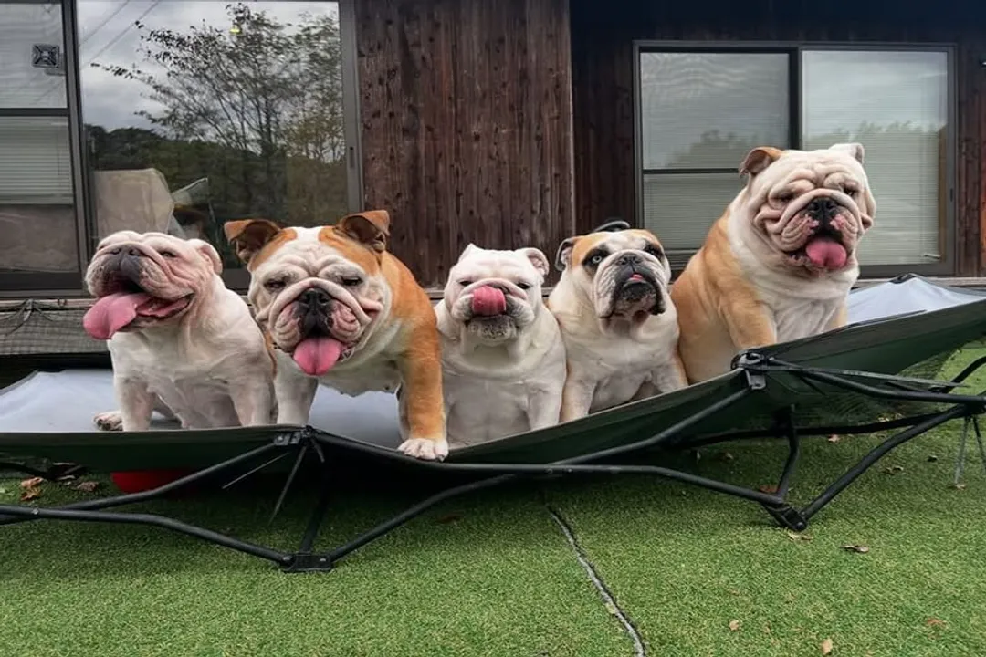 What is the temperament of a Bulldog mix?, Lifestyle Compatibility