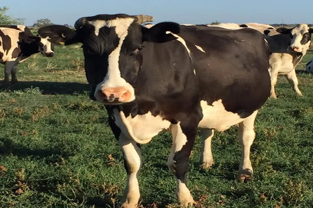 What is the temperament of a Fleckvieh bull?