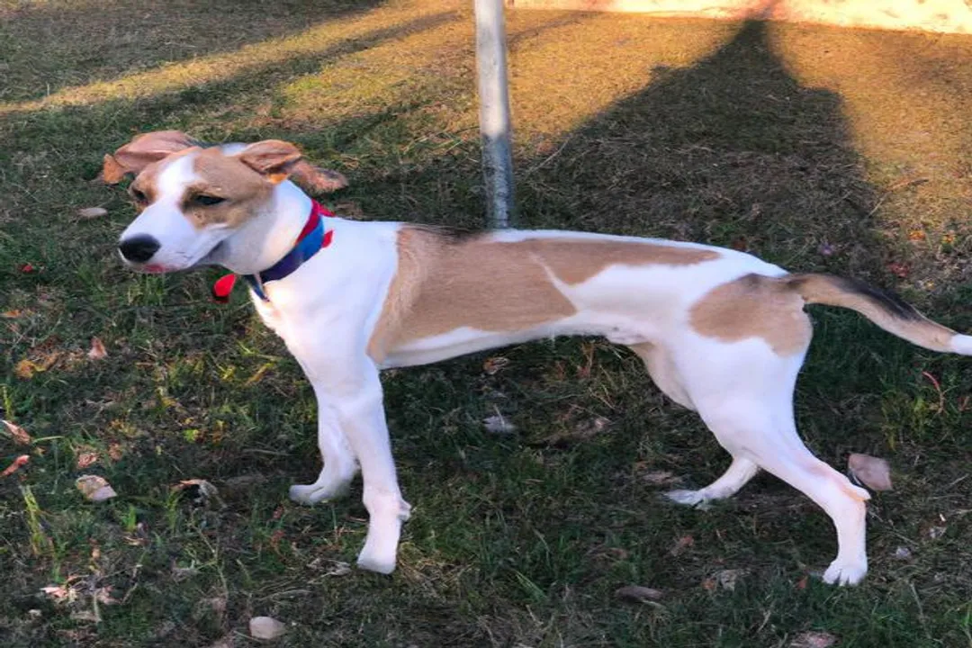 What is the temperament of a frengle dog?, Social Connection