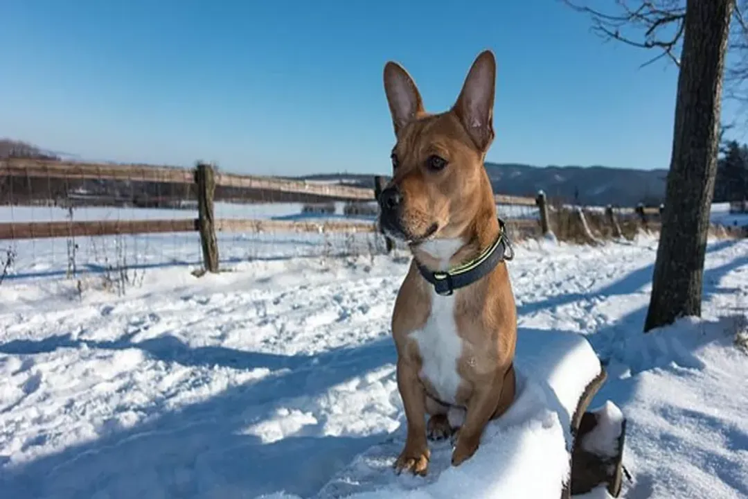 What is the temperament of a frengle dog?, The Intellectual Puzzle Training Demands