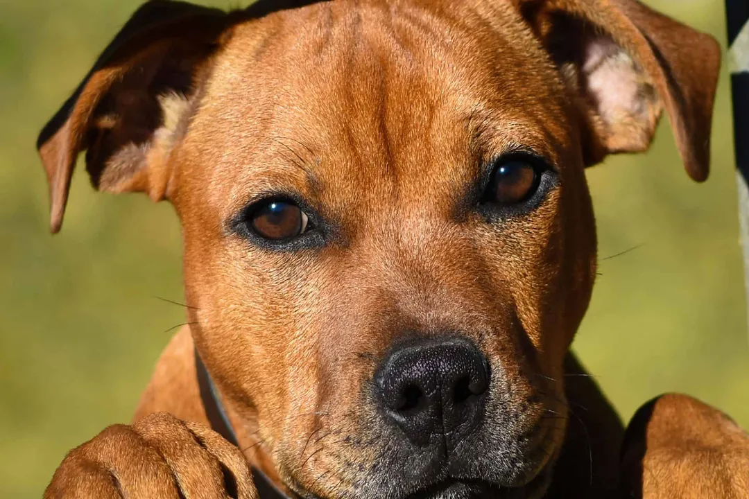 What is the temperament of a frengle dog?, Energy and Activity Levels