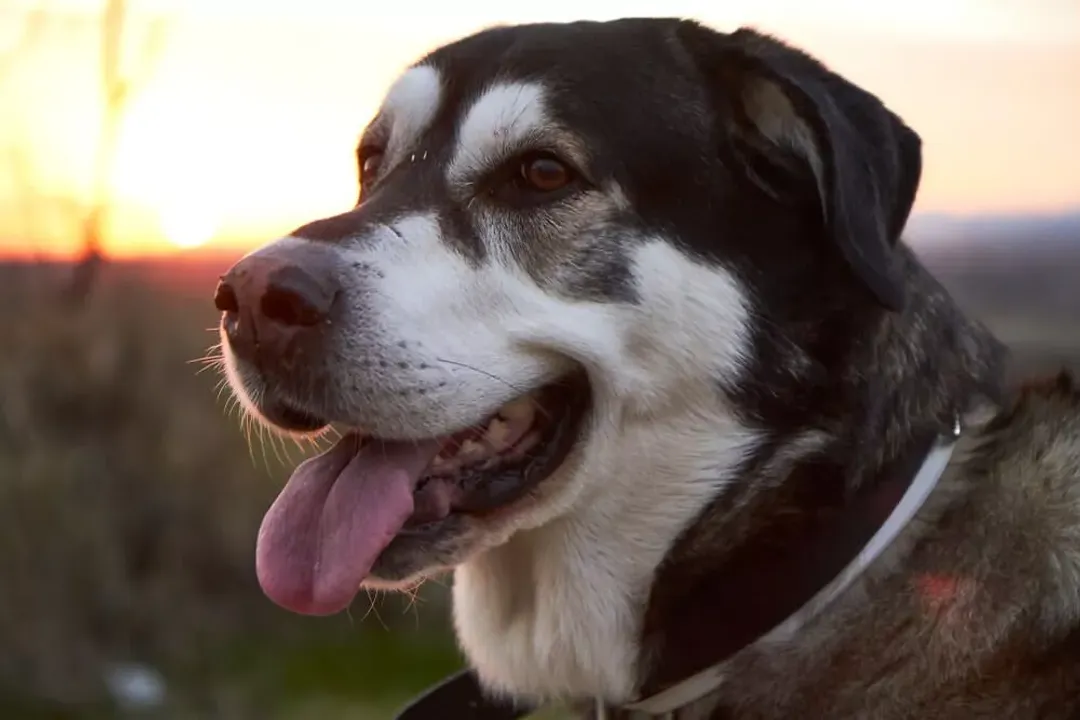 What is the temperament of a Mastiff mix?, Guarding Instincts