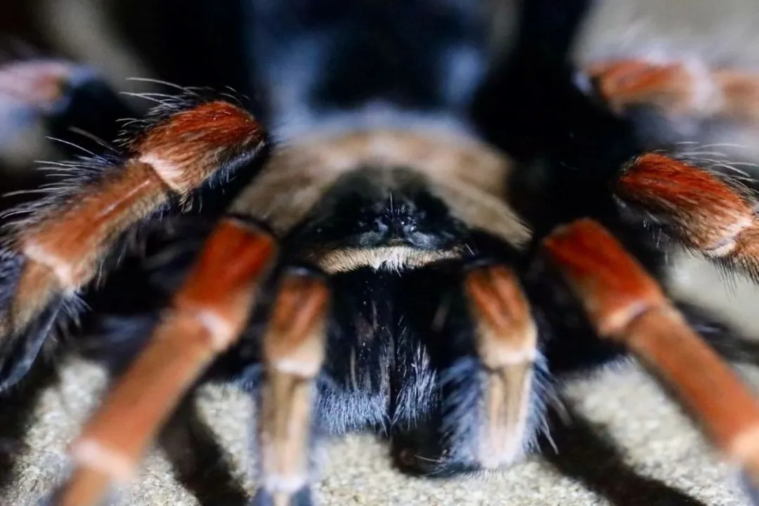 What is the temperament of a Mexican fireleg tarantula?, Docile Nature