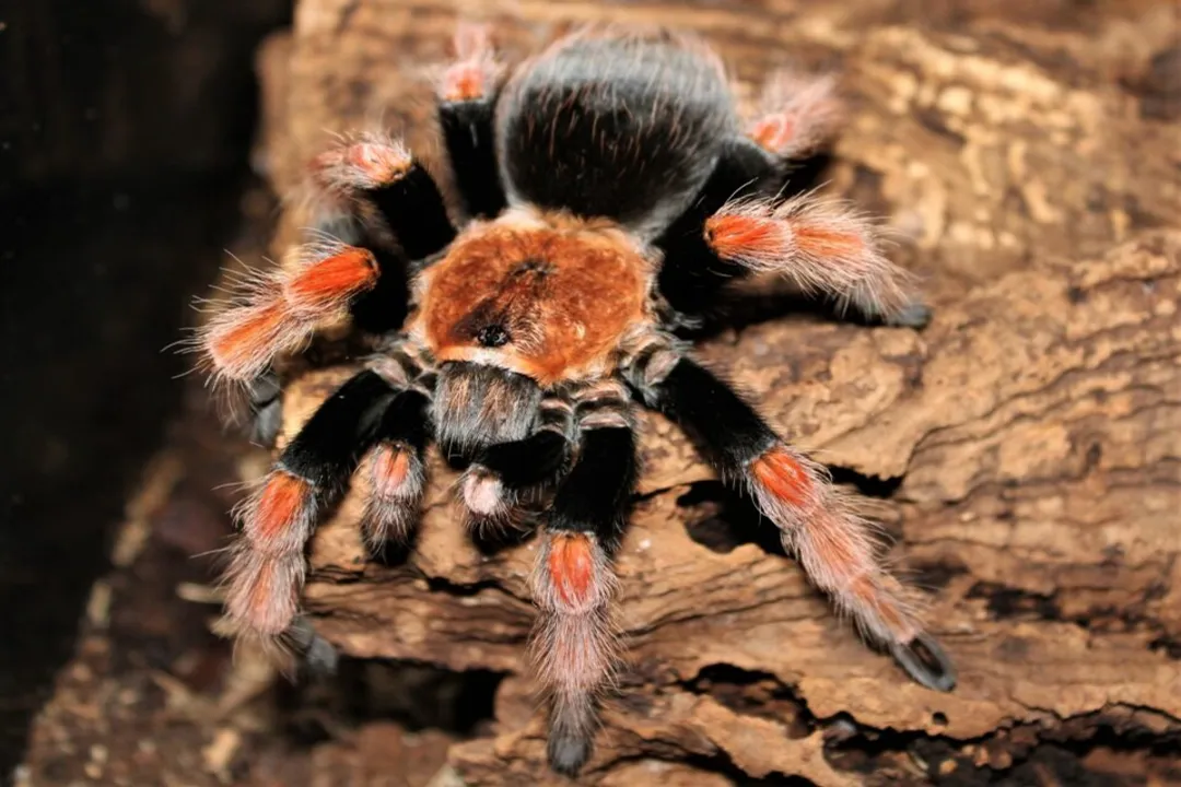 What is the temperament of a Mexican fireleg tarantula?, Defensive Responses