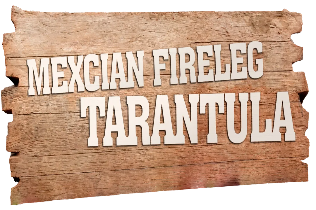 What is the temperament of a Mexican fireleg tarantula?, Movement Speeds