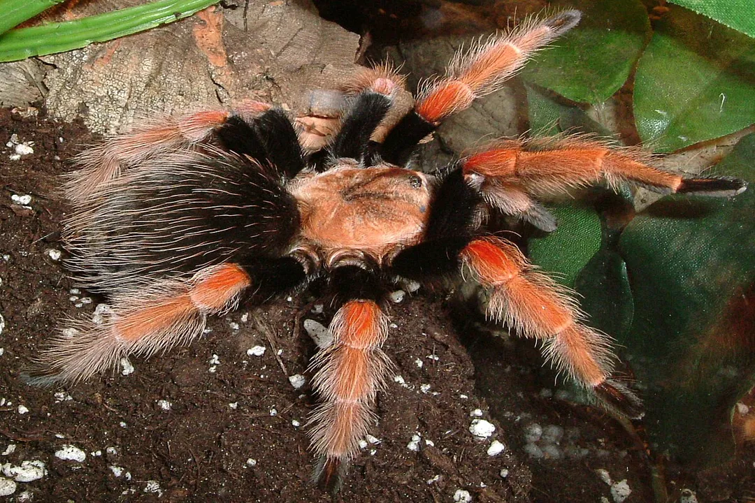 What is the temperament of a Mexican fireleg tarantula?