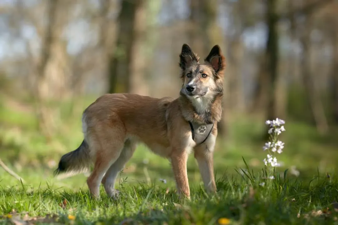What is the temperament of a Siberian retriever?, Dual Heritage