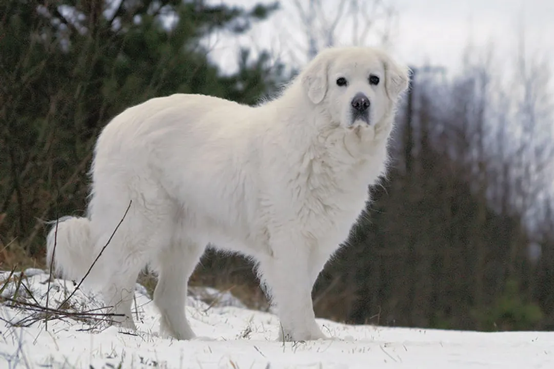 What is the temperament of a Tatra shepherd dog?, Family Bonds