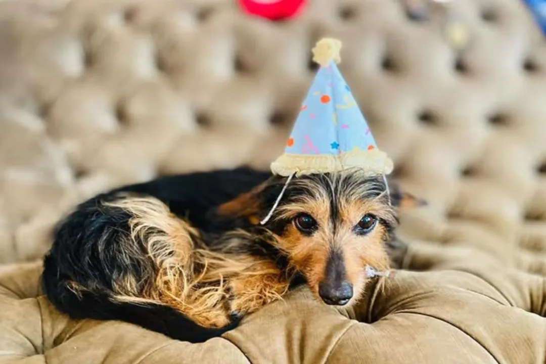 What is the temperment of a Dorkie?, Activity Play