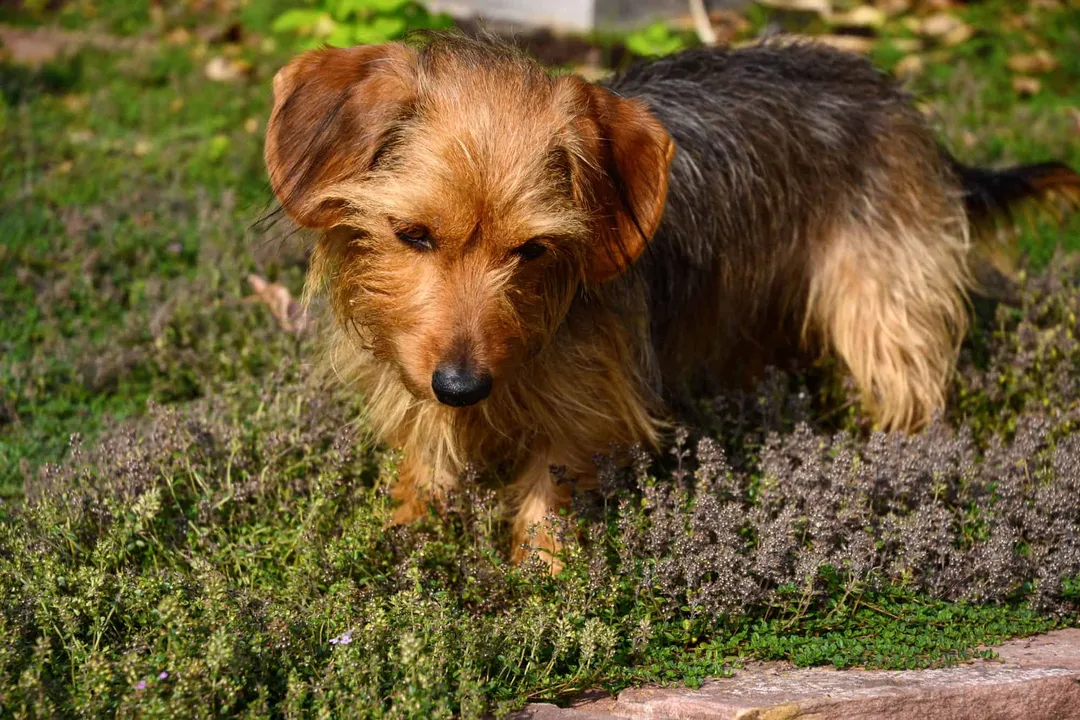 What is the temperment of a Dorkie?, Training Stubbornness