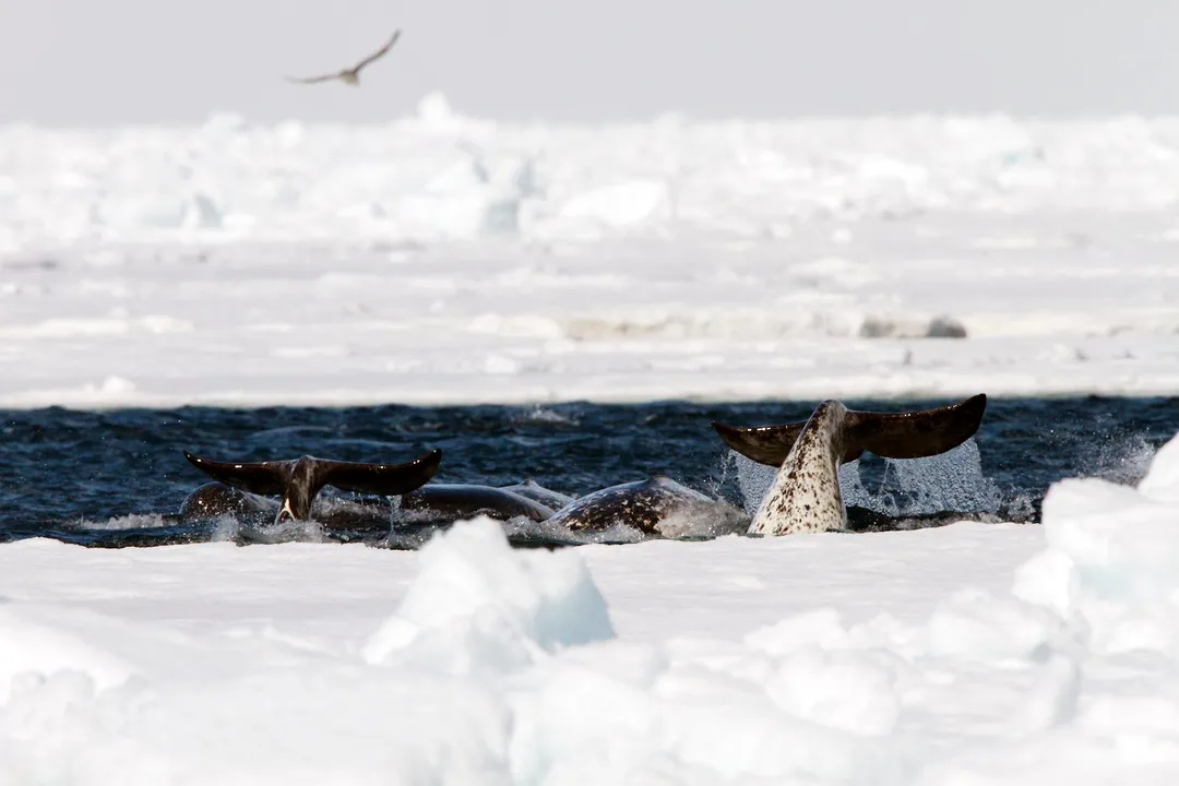 What is unique about a narwhal?, The Spiral Tooth