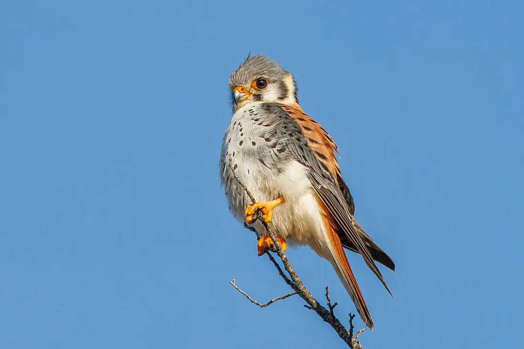 What is unique about American kestrels?