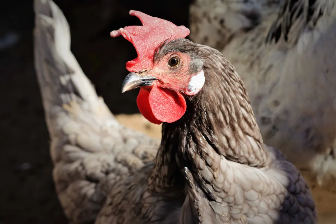 For hens, how does the expression of feather lacing typically differ from the males?