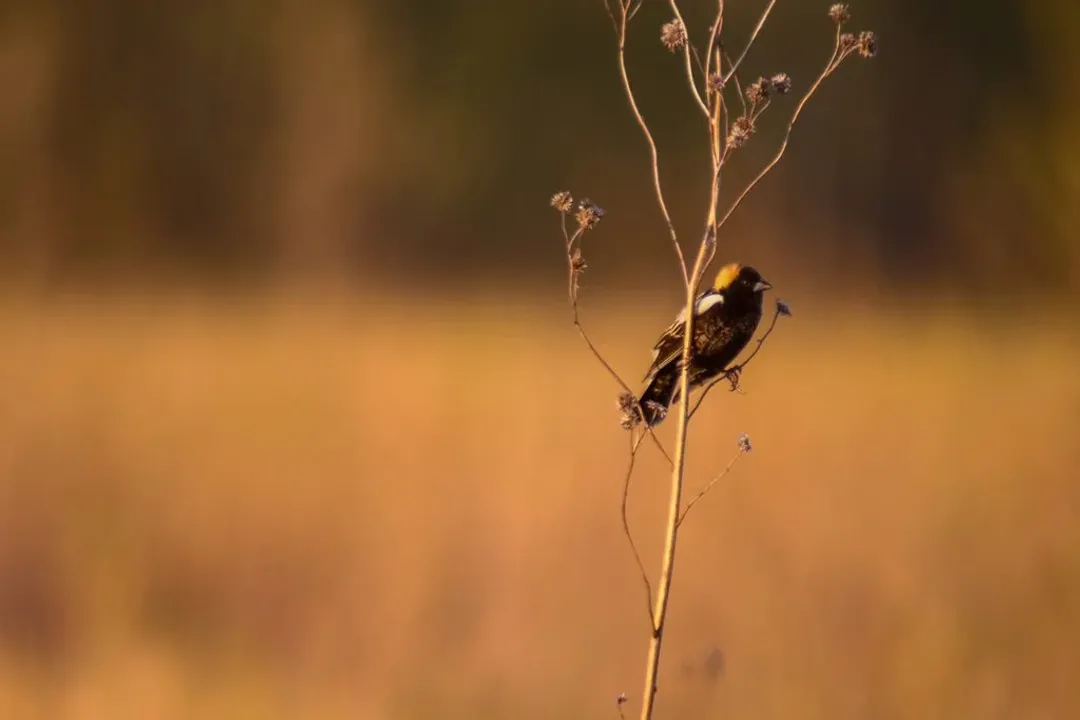 What is unique about bobolink plumage?