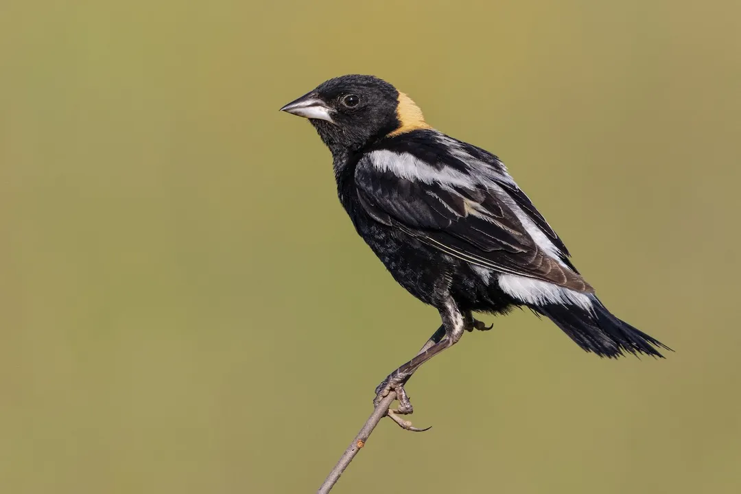 What is unique about bobolink plumage?, Breeding Male Striking Looks