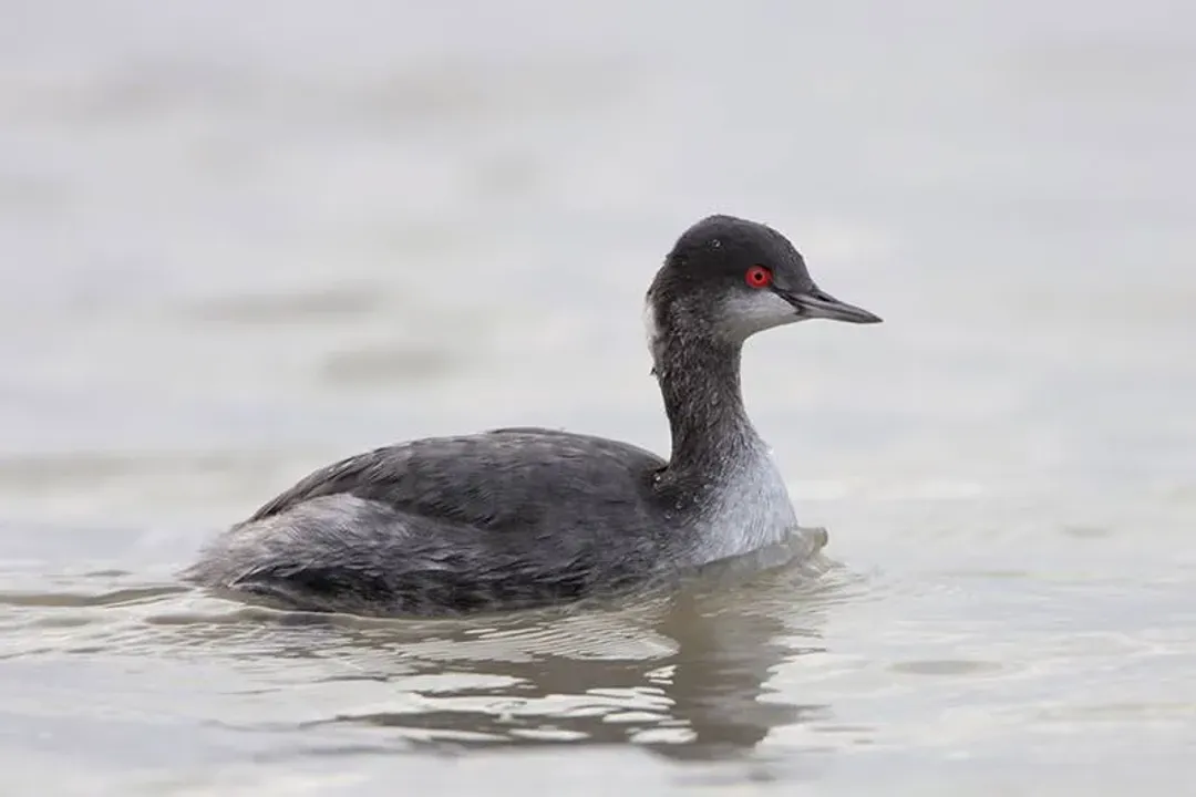 What is unique about eared grebes?, Migration Feasts