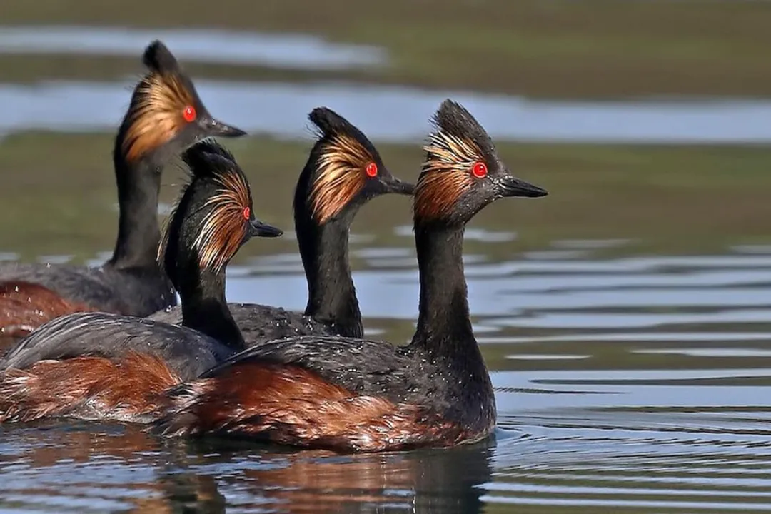 What is unique about eared grebes?, Nesting Strategy
