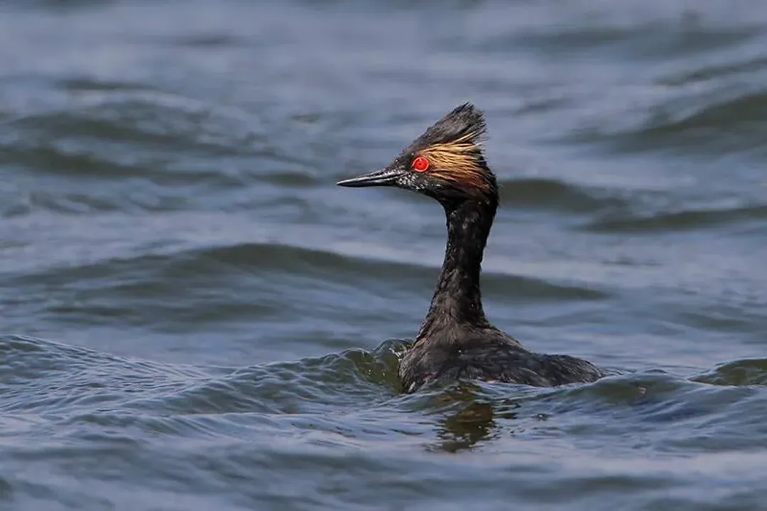 What is unique about eared grebes?, Body Reorganization