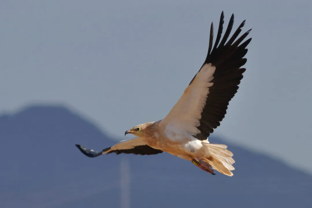 What is unique about Egyptian vultures?, Distinctive Features