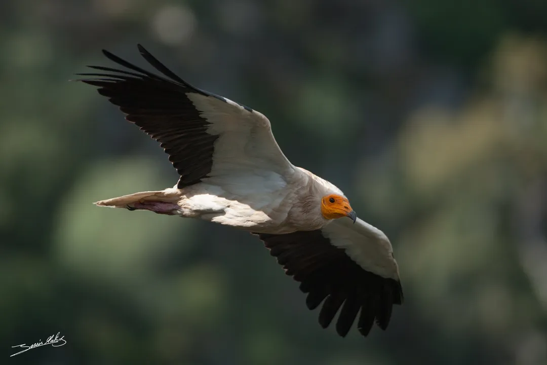 What is unique about Egyptian vultures?, Avian Intelligence