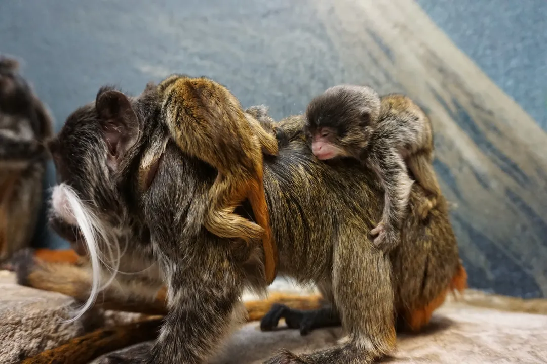 What is unique about emperor tamarins?, Family Bonds