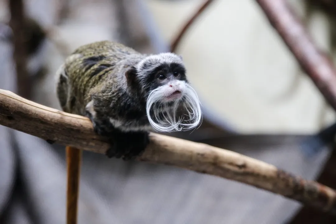 What is unique about emperor tamarins?, Feeding Habits