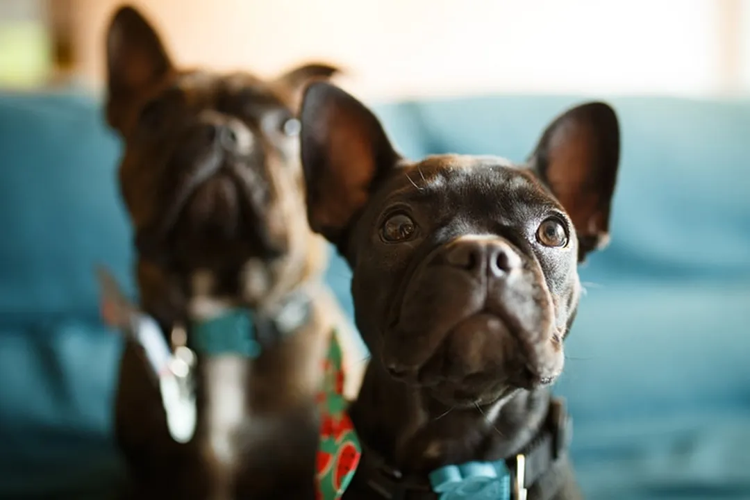 What is unique about Frenchies?