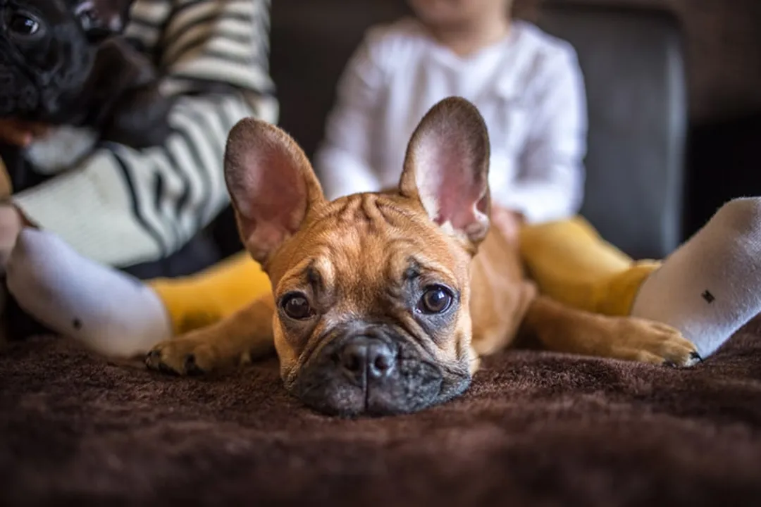 What is unique about Frenchies?, The Ears