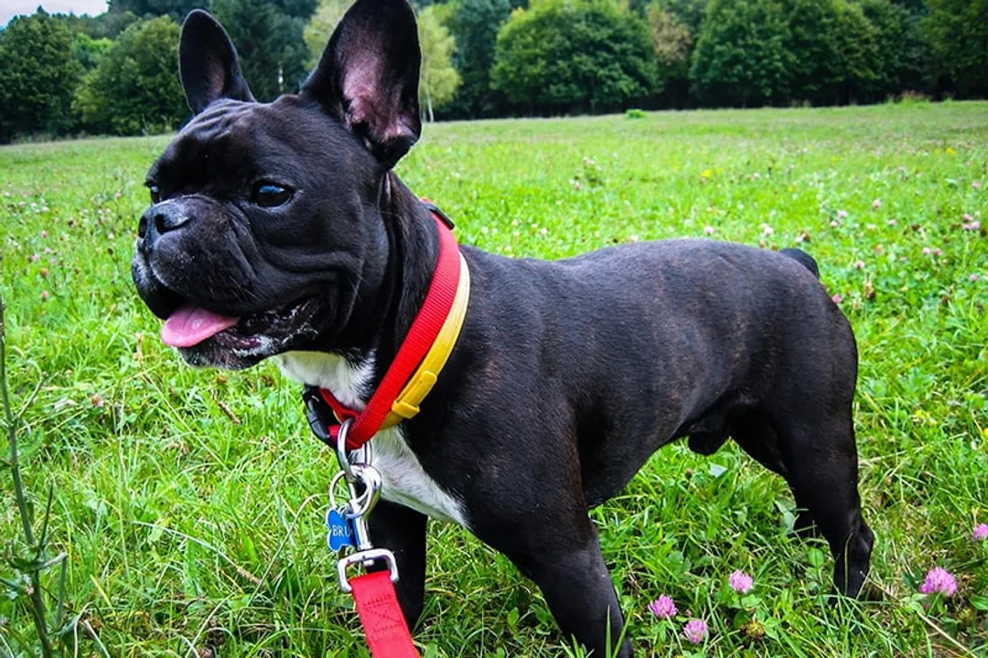 What is unique about Frenchies?, Compact Build