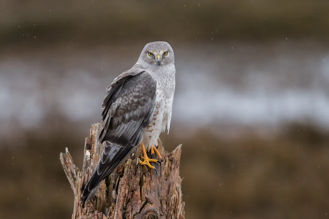 What is unique about Harrier behavior?, Dog Temperament