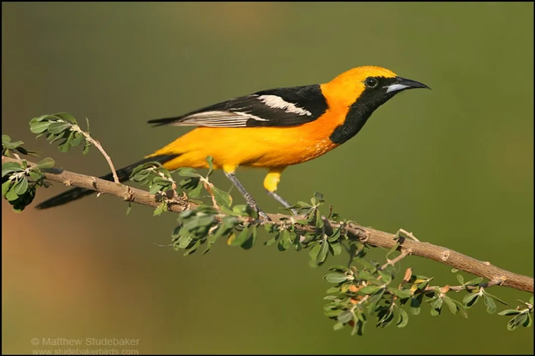 What is unique about Hooded Orioles?, Foraging Style