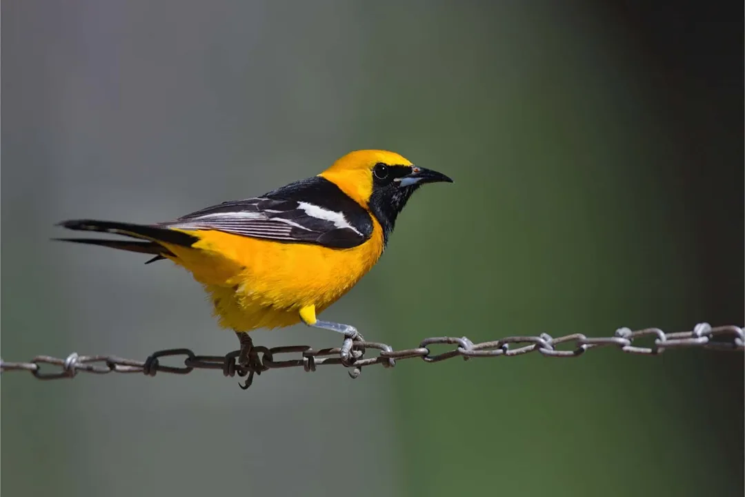 What is unique about Hooded Orioles?, Plumage Contrast