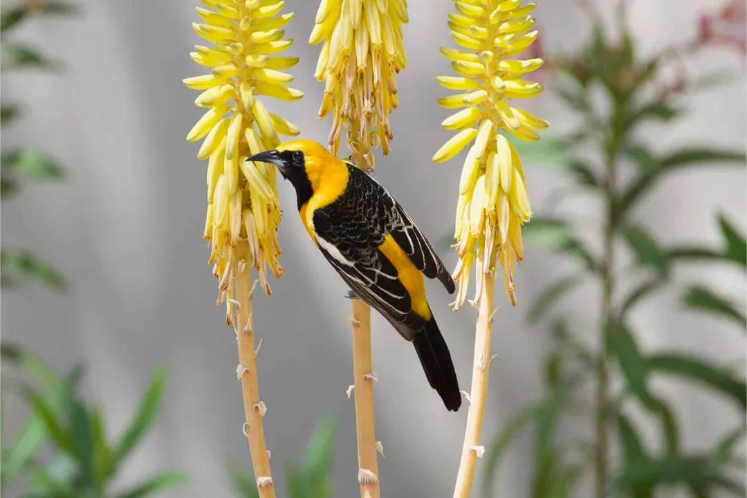 What is unique about Hooded Orioles?, Palm Habitat